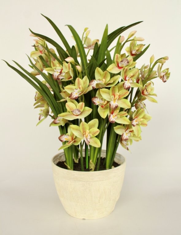 7 GREEN ORCHIDS IN POT  75X50CM